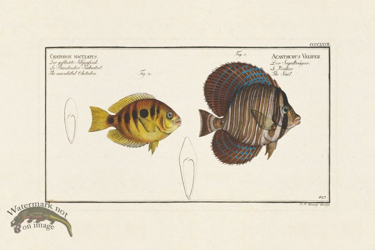 (image for) BLOCH FISH 427