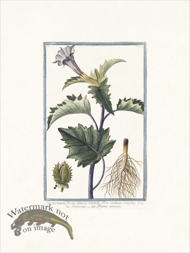 (image for) Bonelli 092 Spiked fruit