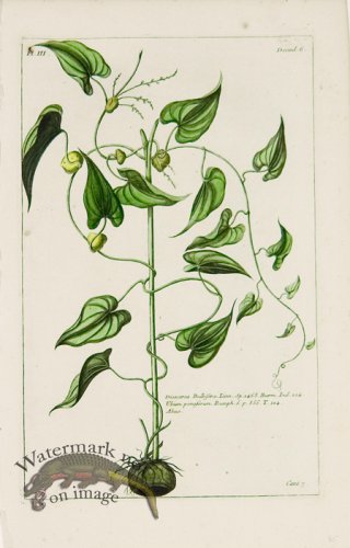 (image for) Buchoz Bot 52