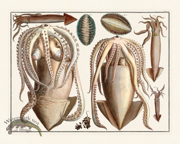 (image for) Seba B2 004 Squid