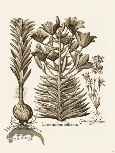 (image for) Besler 086 B1