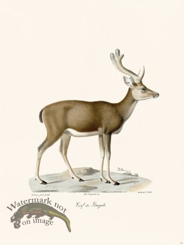 (image for) Cuvier 023 Bengal Deer