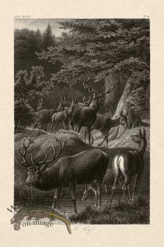 (image for) Hoefer Tree 19