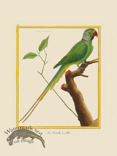 (image for) Martinet Bird 551