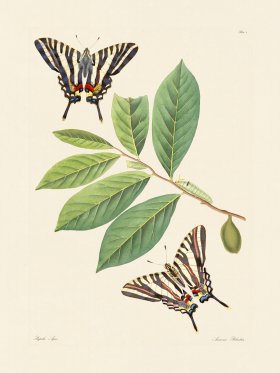 Abbot Butterfly 004