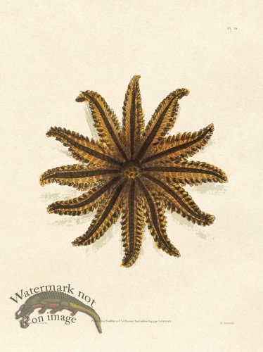 (image for) Shaw Nodder SL 16