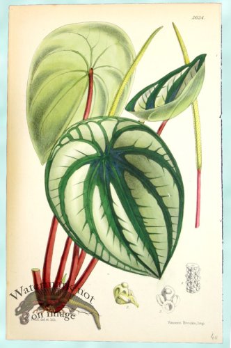 (image for) Curtis Leaves 02