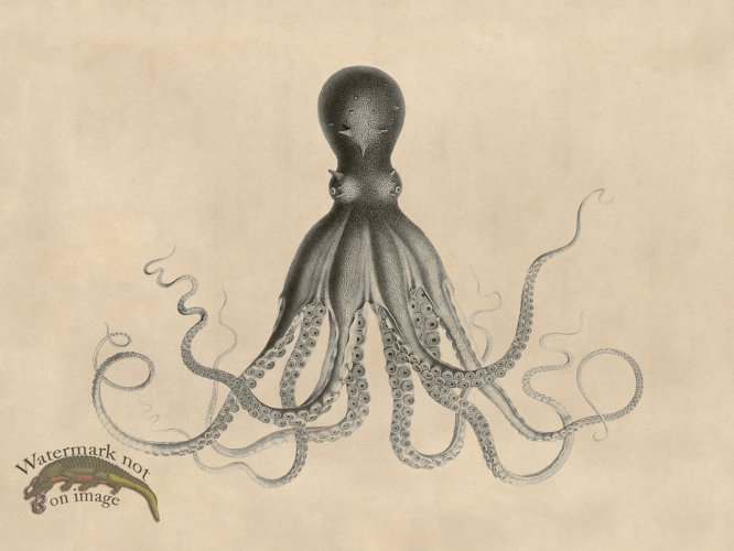 (image for) Savigny Octopus Tan