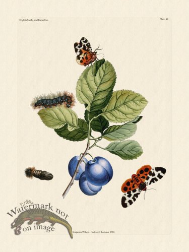 (image for) Wilkes Butterflies 049