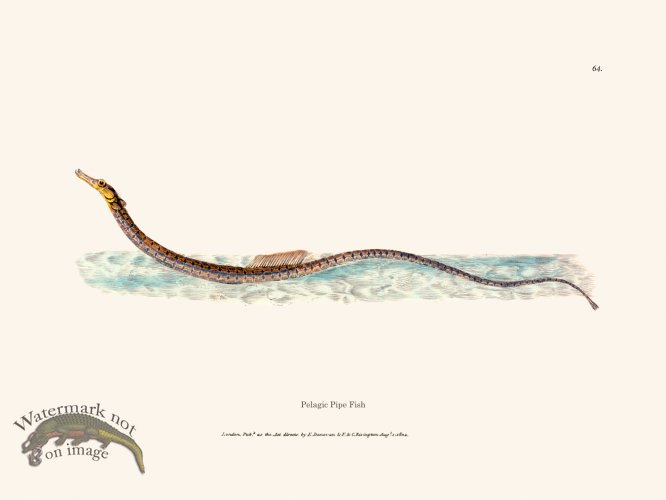 (image for) 064 Pelagic Pipe Fish
