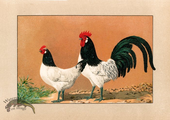 (image for) Chicken 21