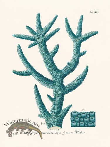 (image for) Esper Coral 031