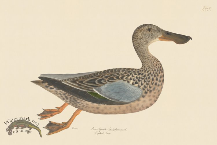 (image for) Rudbeck CFA 245 Shoveller