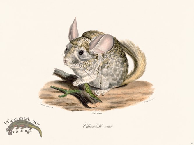 (image for) Cuvier 286 Male Ehinchilla