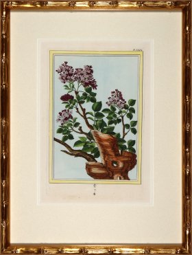 Buchoz Botanicals in Bamboo 04