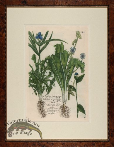 Weinmann Burl with Gold DM 10