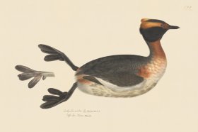 Rudbeck CFA 212 Horned Grebe