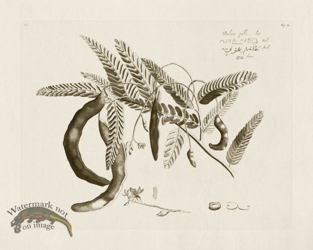 (image for) HORTUS VOL 01 23