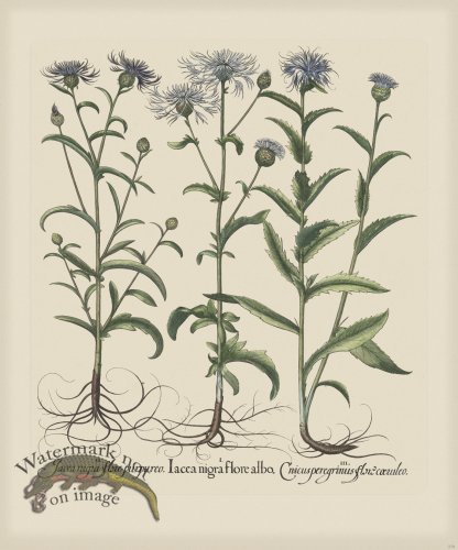 (image for) Besler 278 Colored B2