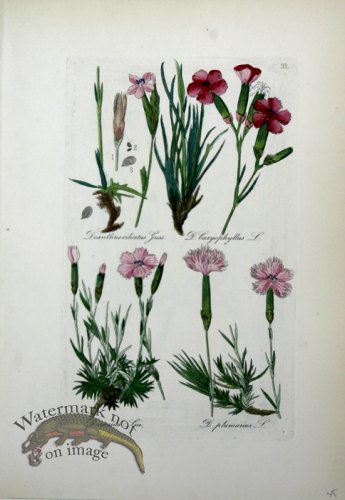 (image for) Deutschlands Flora 25
