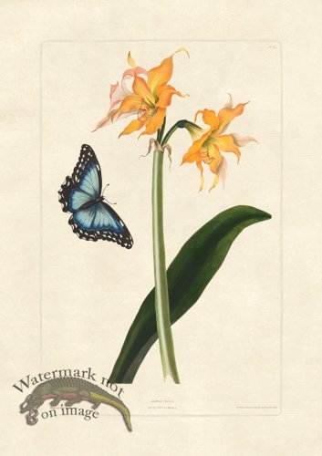 (image for) Edward bury 16