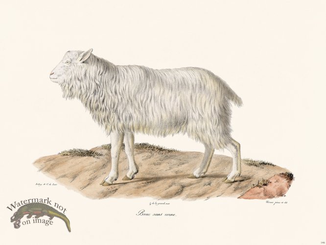 Cuvier 146 Goat Without Horn
