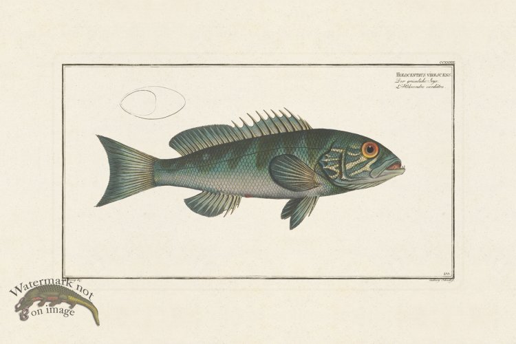 (image for) BLOCH FISH 233