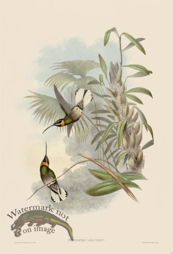 (image for) Gould Hummingbird 013