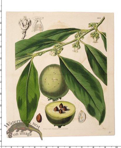(image for) Curtis Botanical 039