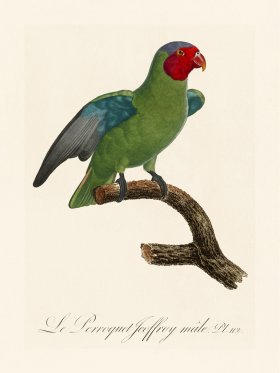 Barraband Parrot 112