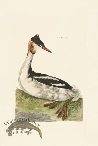 (image for) Pennant Zoology 060