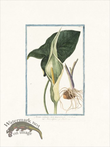 (image for) Bonelli 174 Starchwort