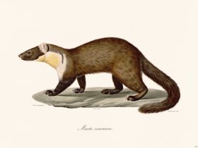 Cuvier 218 European P{ne Marten