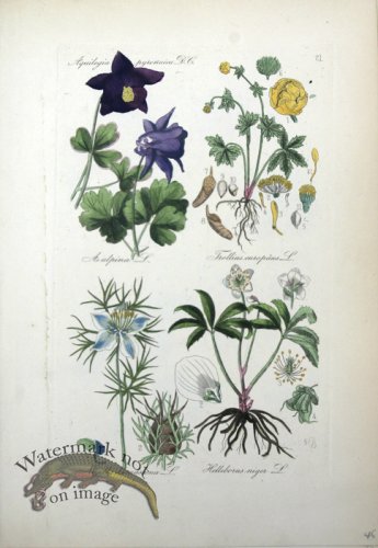 (image for) Deutschlands Flora 14