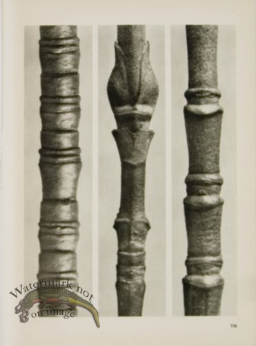 (image for) Blossfeldt T 106