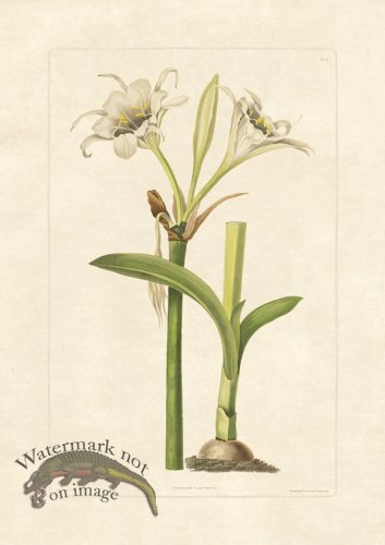 (image for) Edward bury 10