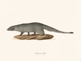 Cuvier 194 Mongoose Of Algiers