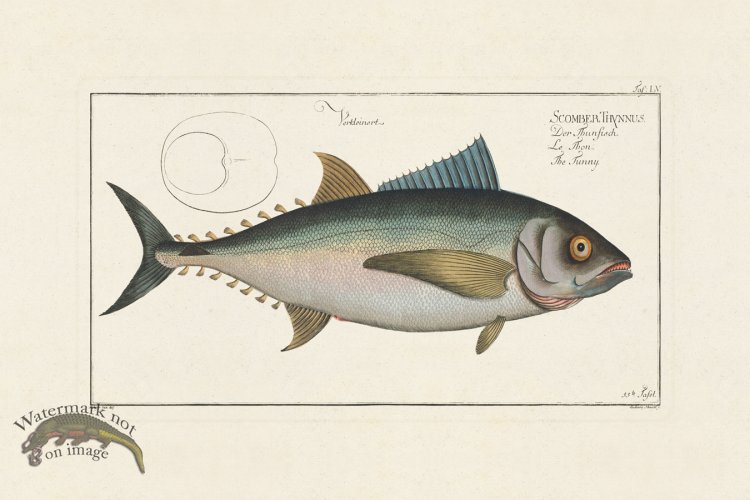 (image for) BLOCH FISH 055