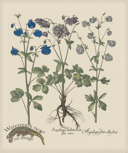 (image for) Besler 173 Colored B2