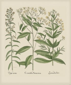 Besler 267 Colored B2