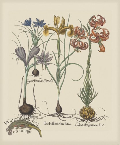 (image for) Besler 191 Colored B2