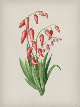 Andean Botanicals 039