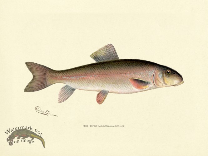 (image for) Red Horse