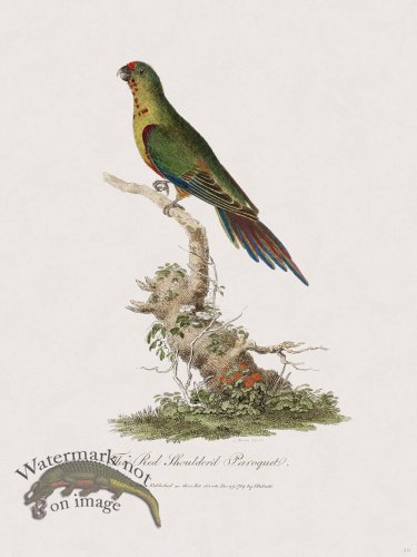 (image for) 49 New Holland Caffowary