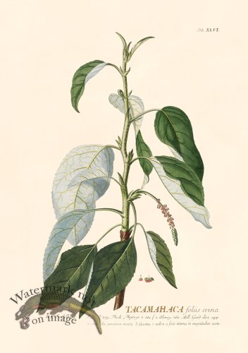 (image for) Trew Botanical 46