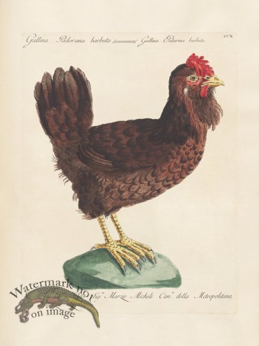 (image for) Manetti 210