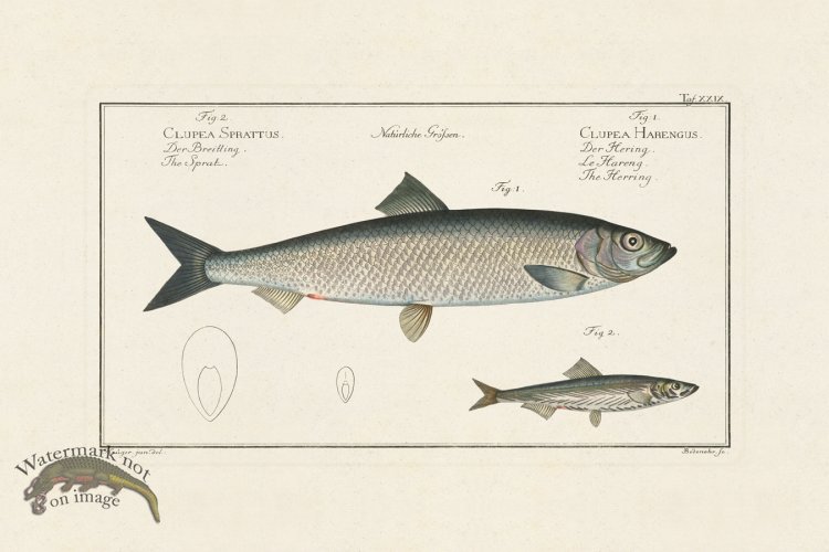 (image for) BLOCH FISH 029