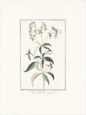 Bonelli 686 Hemp agrimony