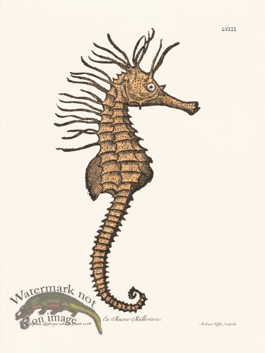 (image for) Knorr Sealife 58