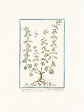 Bonelli 251 Ironwort